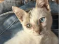 NALLA