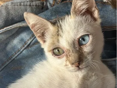 Gato raça SRD-ViraLata idade 2 a 6 meses nome NALLA