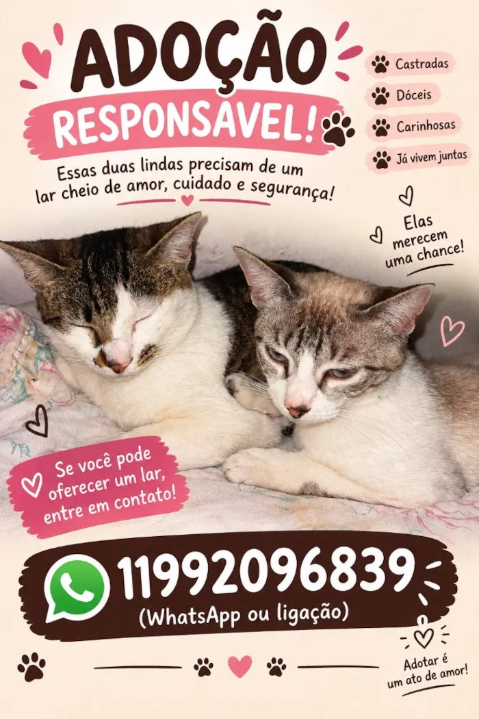 Gato raça SRD-ViraLata idade 2 anos nome Meg e Bella