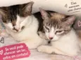 Meg e Bella