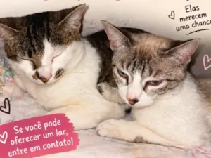 Gato raça SRD-ViraLata idade 2 anos nome Meg e Bella