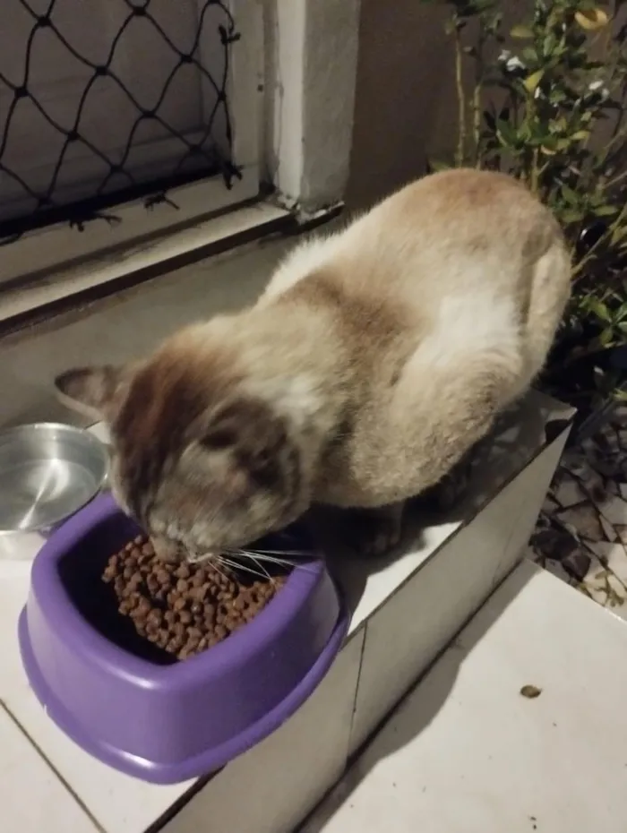 Gato raça SRD-ViraLata idade 6 ou mais anos nome Tatau