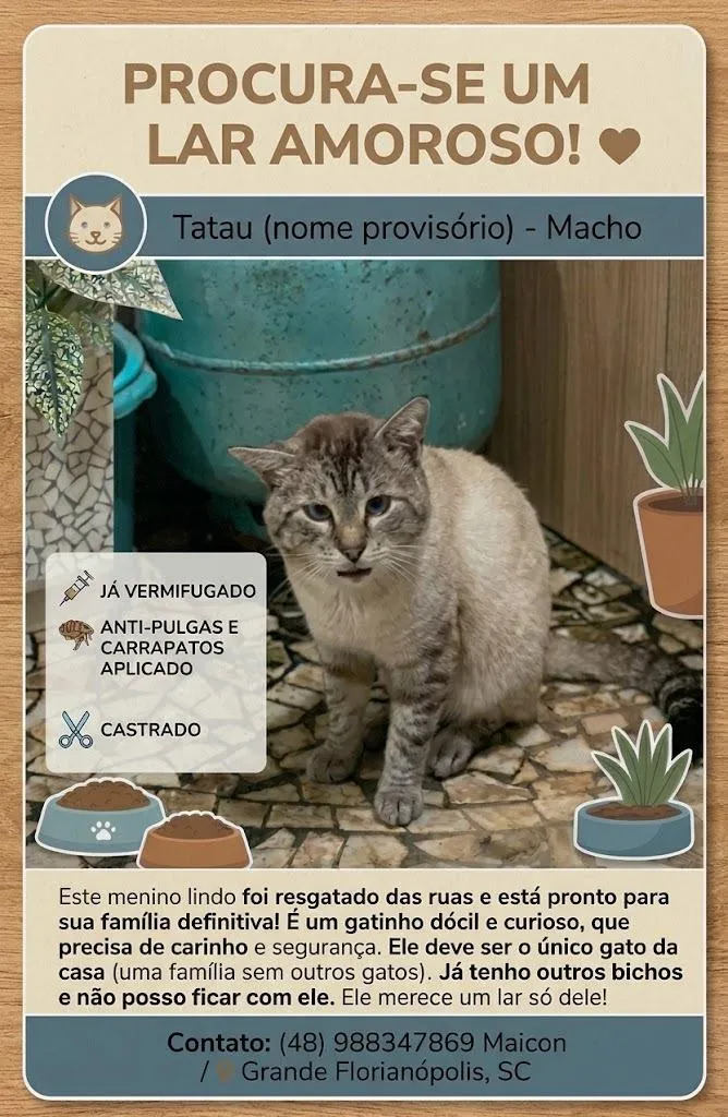 Gato raça SRD-ViraLata idade 6 ou mais anos nome Tatau