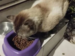 Gato raça SRD-ViraLata idade 6 ou mais anos nome Tatau