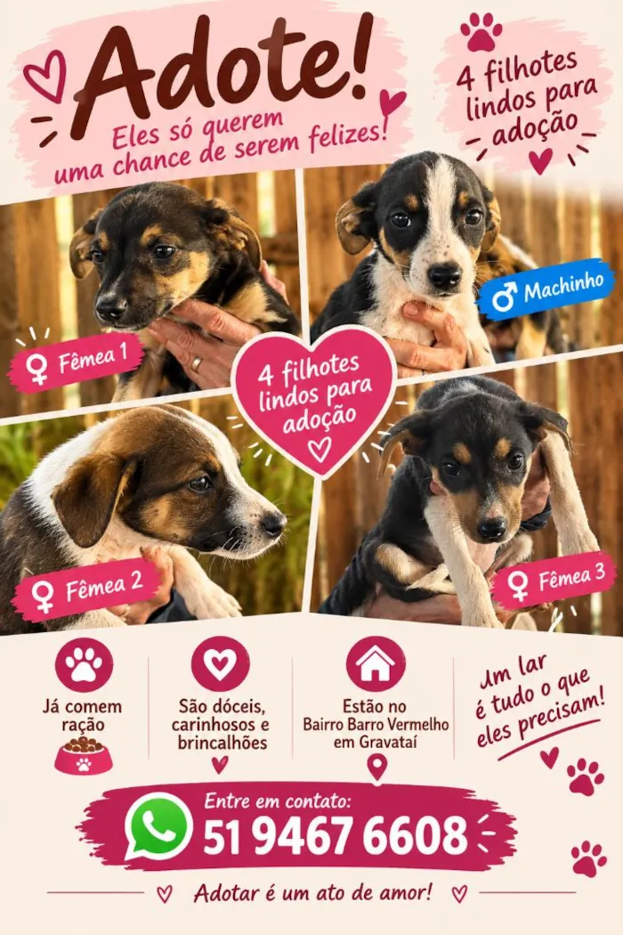 Cachorro raça SRD-ViraLata idade 2 a 6 meses nome Cãezinhos abandonados
