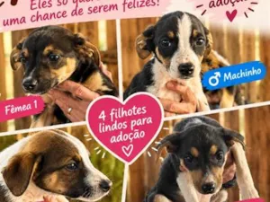 Cachorro raça SRD-ViraLata idade 2 a 6 meses nome Cãezinhos abandonados