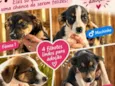 Cãezinhos abandonados