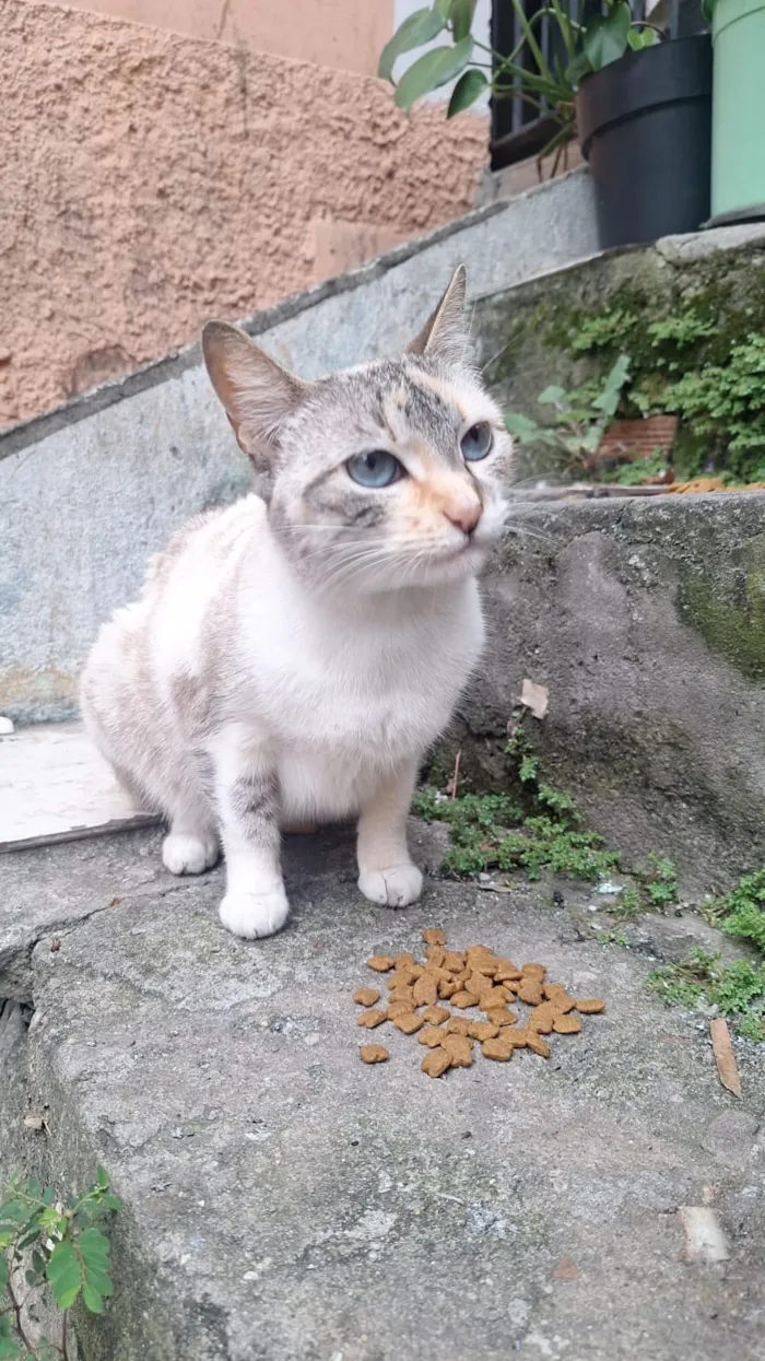 Gato raça SRD-ViraLata idade 1 ano nome Bella e Afonso