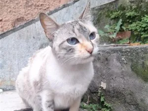 Gato raça SRD-ViraLata idade 1 ano nome Bella e Afonso