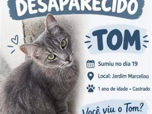 Gato raça SRD-ViraLata idade 1 ano nome Tom