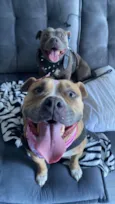 Bennie e Mayla