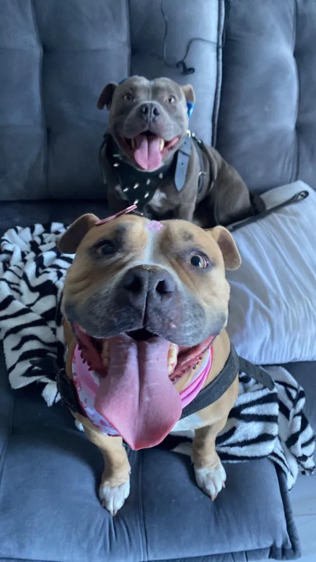 Cachorro raça Pit-Bull idade 5 anos nome Bennie e Mayla