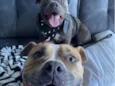 Bennie e Mayla