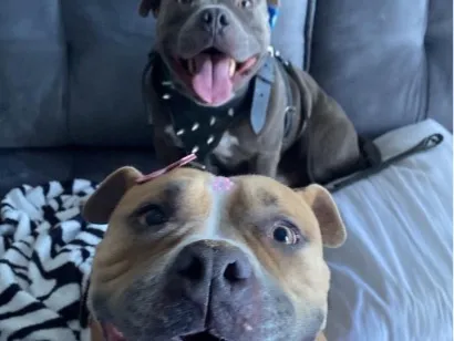 Cachorro raça Pit-Bull idade 5 anos nome Bennie e Mayla
