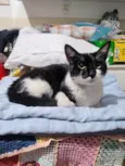 Félix 