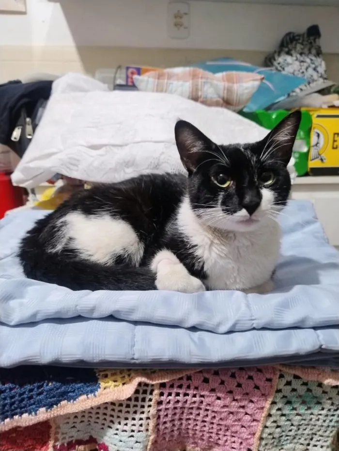 Gato raça SRD-ViraLata idade 2 anos nome Félix 