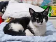 Félix 