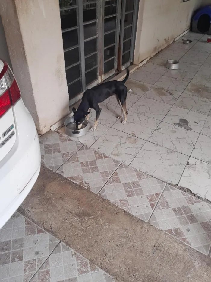 Cachorro raça SRD-ViraLata idade 2 anos nome Maya