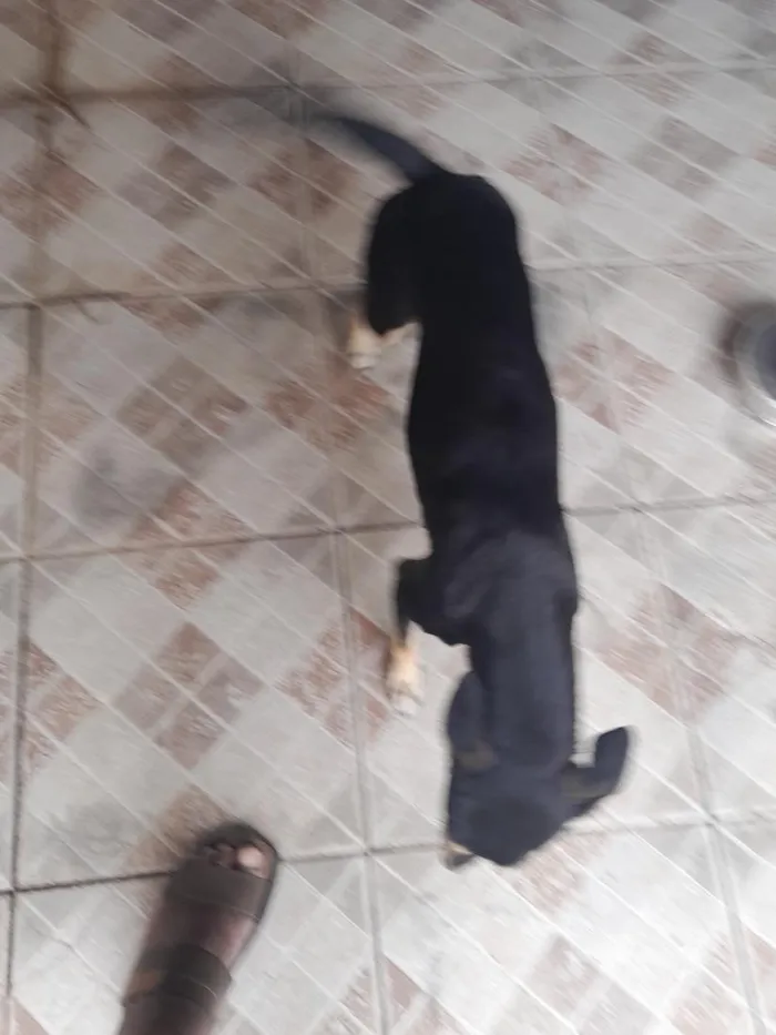 Cachorro raça SRD-ViraLata idade 2 anos nome Maya