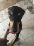 Maya