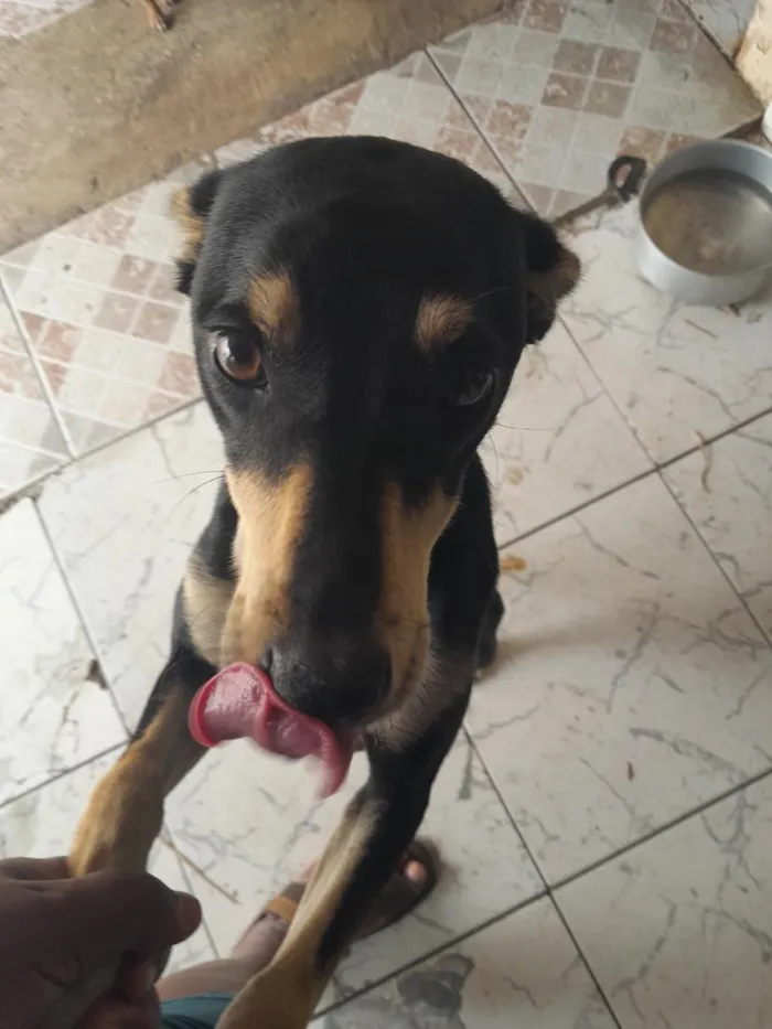 Cachorro raça SRD-ViraLata idade 2 anos nome Maya