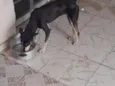 Maya