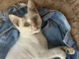 NALLA