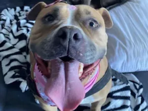 Cachorro raça Pit-Bull idade 5 anos nome Bennie e Mayla