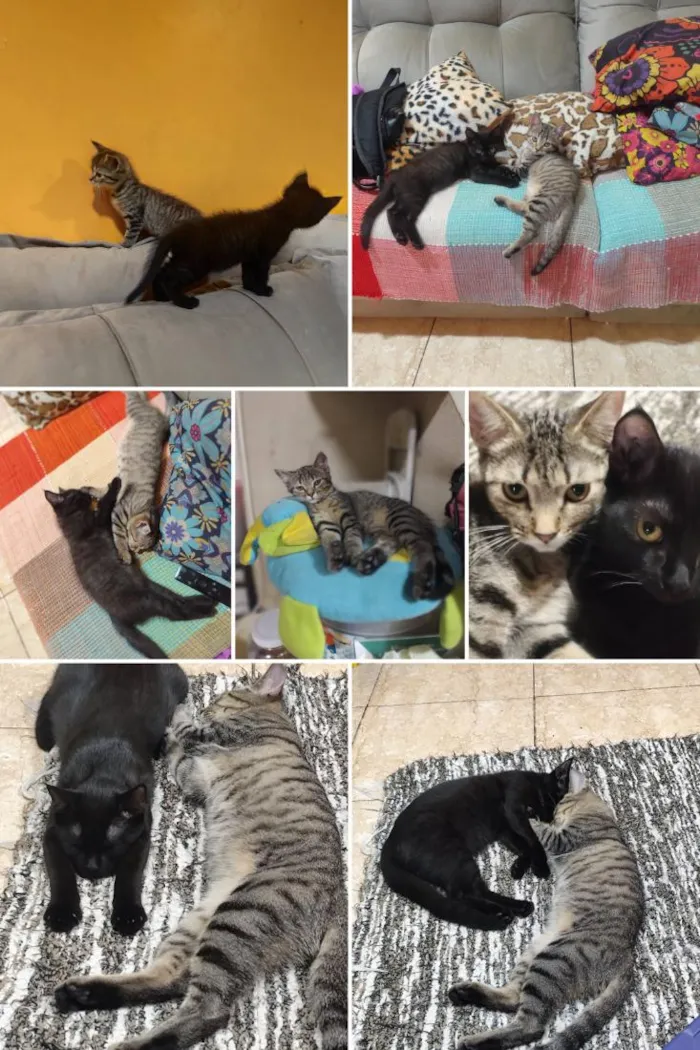 Gato raça SRD-ViraLata idade 2 a 6 meses nome Zoe e Liz