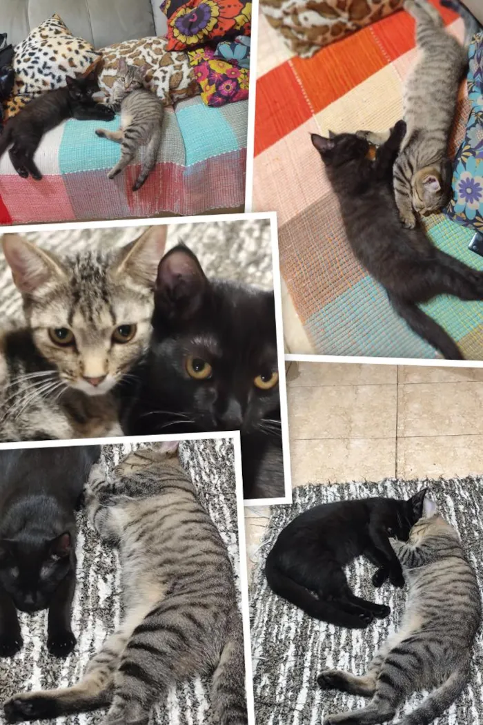 Gato raça SRD-ViraLata idade 2 a 6 meses nome Zoe e Liz
