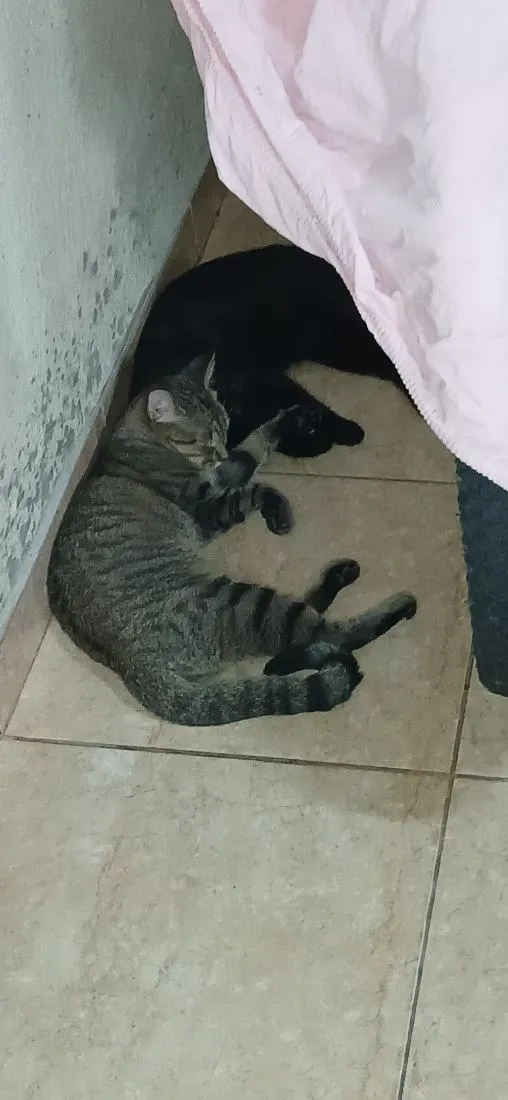 Gato raça SRD-ViraLata idade 2 a 6 meses nome Zoe e Liz