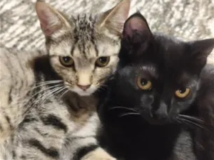 Gato raça SRD-ViraLata idade 2 a 6 meses nome Zoe e Liz