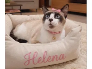 Gato raça Siamês idade 7 a 11 meses nome Helena 