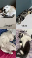 Zeus, Theo, Dangel , Apollo