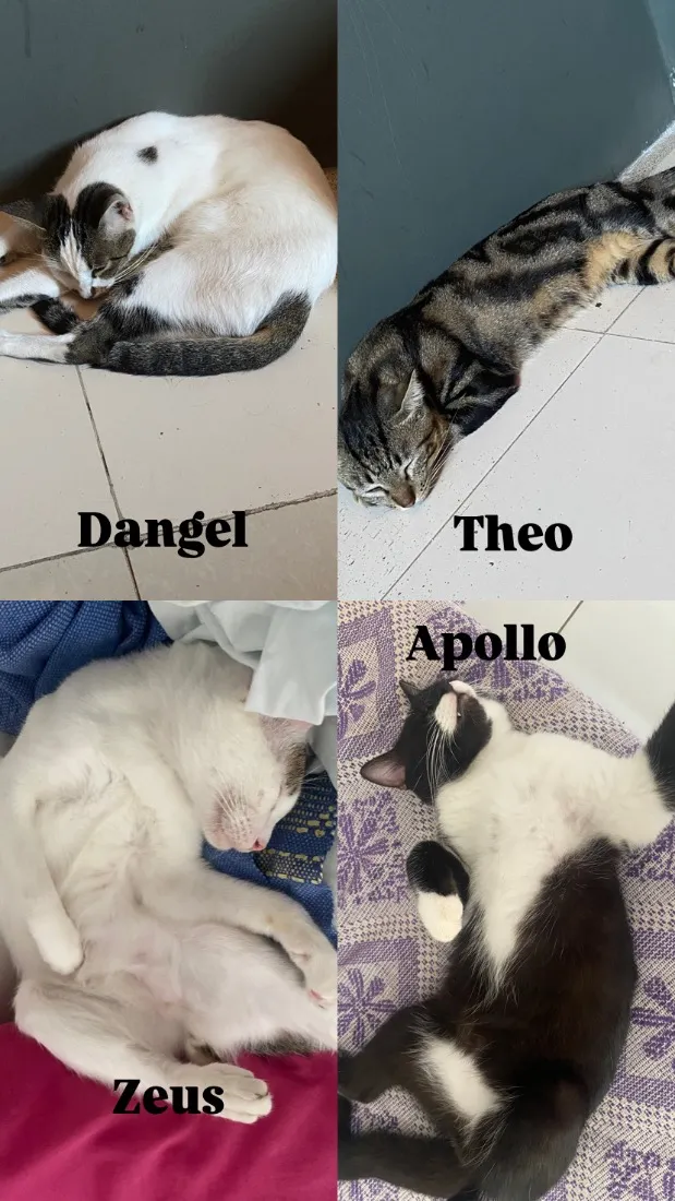 Gato raça SRD-ViraLata idade 2 anos nome Zeus, Theo, Dangel , Apollo