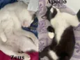 Zeus, Theo, Dangel , Apollo