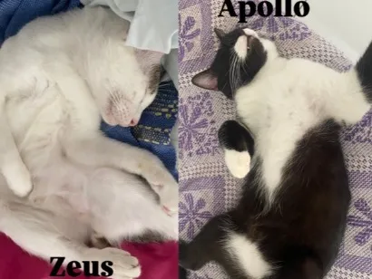 Gato raça SRD-ViraLata idade 2 anos nome Zeus, Theo, Dangel , Apollo