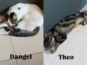 Gato raça SRD-ViraLata idade 2 anos nome Zeus, Theo, Dangel , Apollo