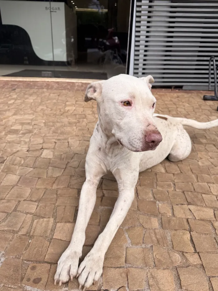 Cachorro raça SRD-ViraLata idade 3 anos nome Branca de Neve 