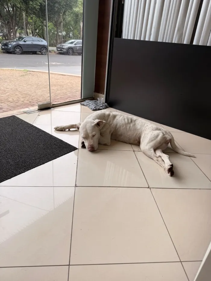 Cachorro raça SRD-ViraLata idade 3 anos nome Branca de Neve 