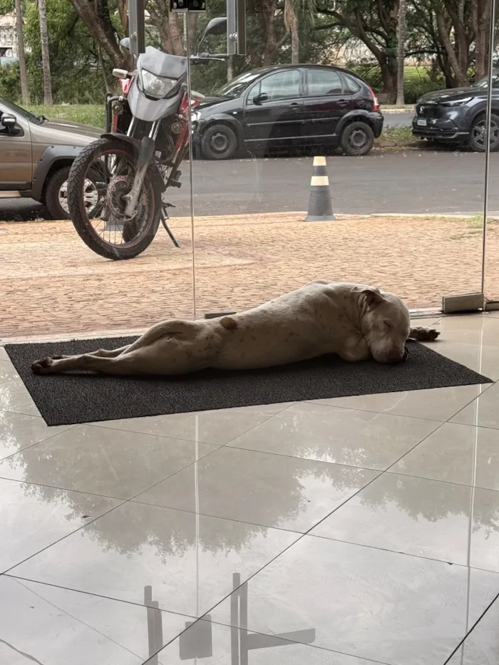 Cachorro raça SRD-ViraLata idade 3 anos nome Branca de Neve 