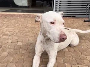 Cachorro raça SRD-ViraLata idade 3 anos nome Branca de Neve 