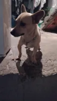 Paçoca 