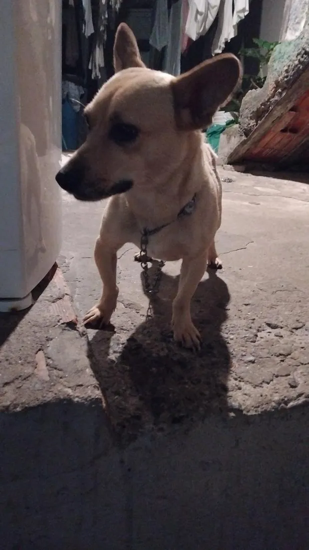 Cachorro raça SRD-ViraLata idade 2 anos nome Paçoca 