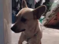 Paçoca 