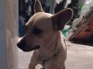Cachorro raça SRD-ViraLata idade 2 anos nome Paçoca 