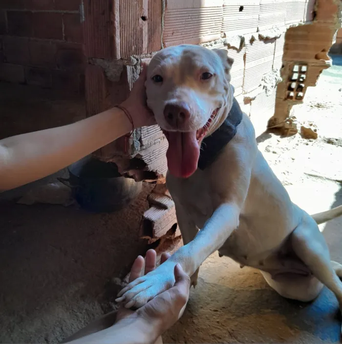 Cachorro raça SRD-ViraLata idade 6 ou mais anos nome Mika