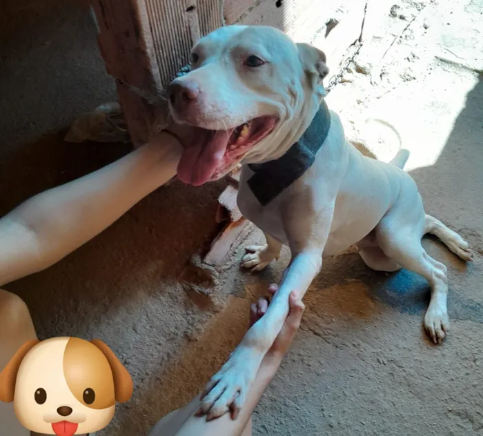 Cachorro raça SRD-ViraLata idade 6 ou mais anos nome Mika
