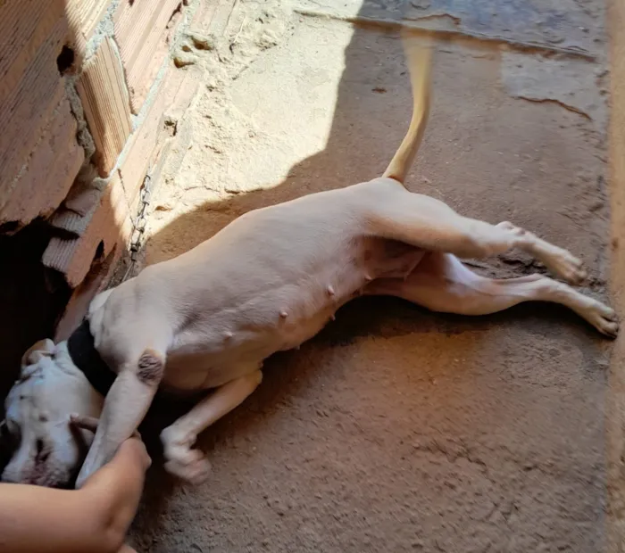 Cachorro raça SRD-ViraLata idade 6 ou mais anos nome Mika