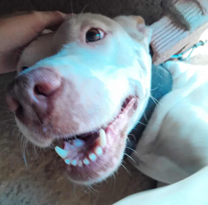 Cachorro raça SRD-ViraLata idade 6 ou mais anos nome Mika
